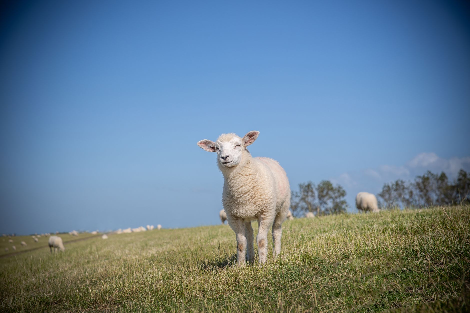 Protect the Sheep or Protect the System?