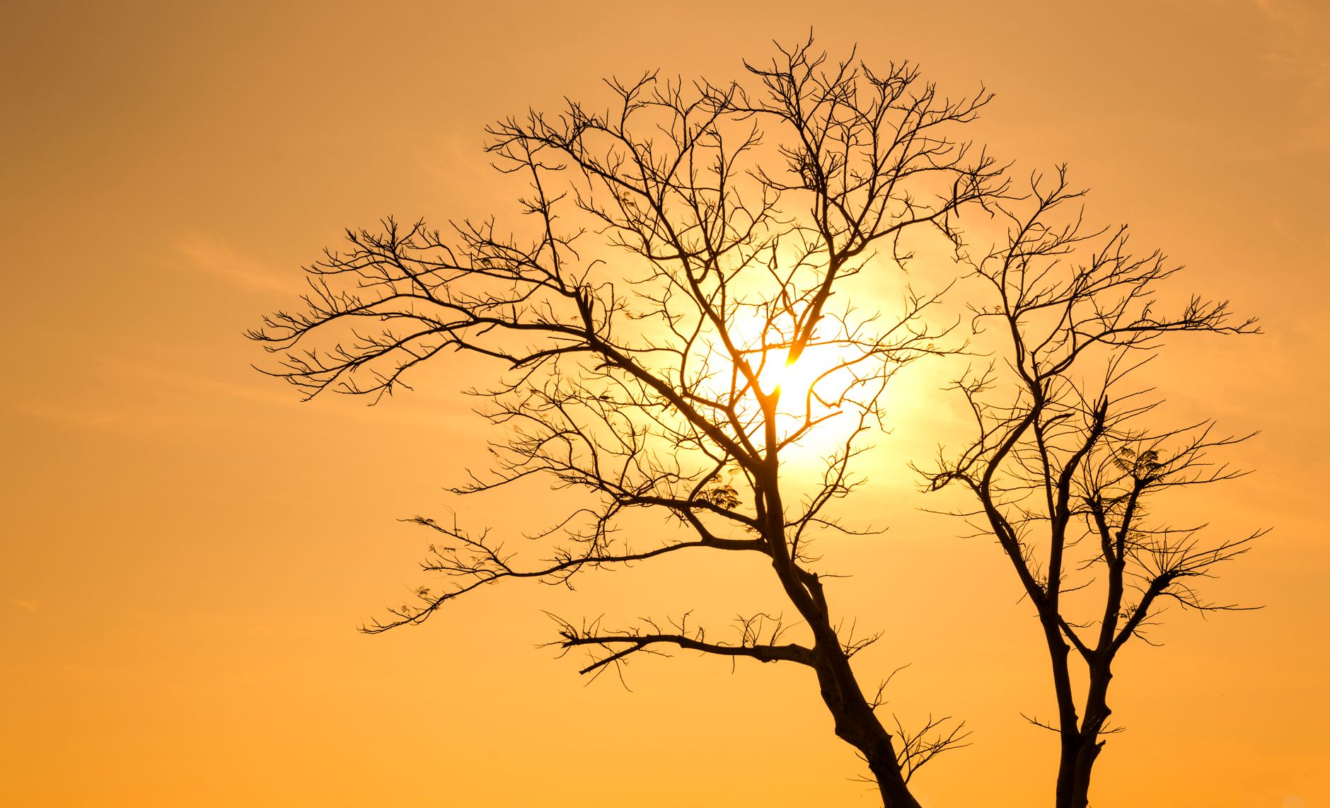 silhouette of tree at sunset
