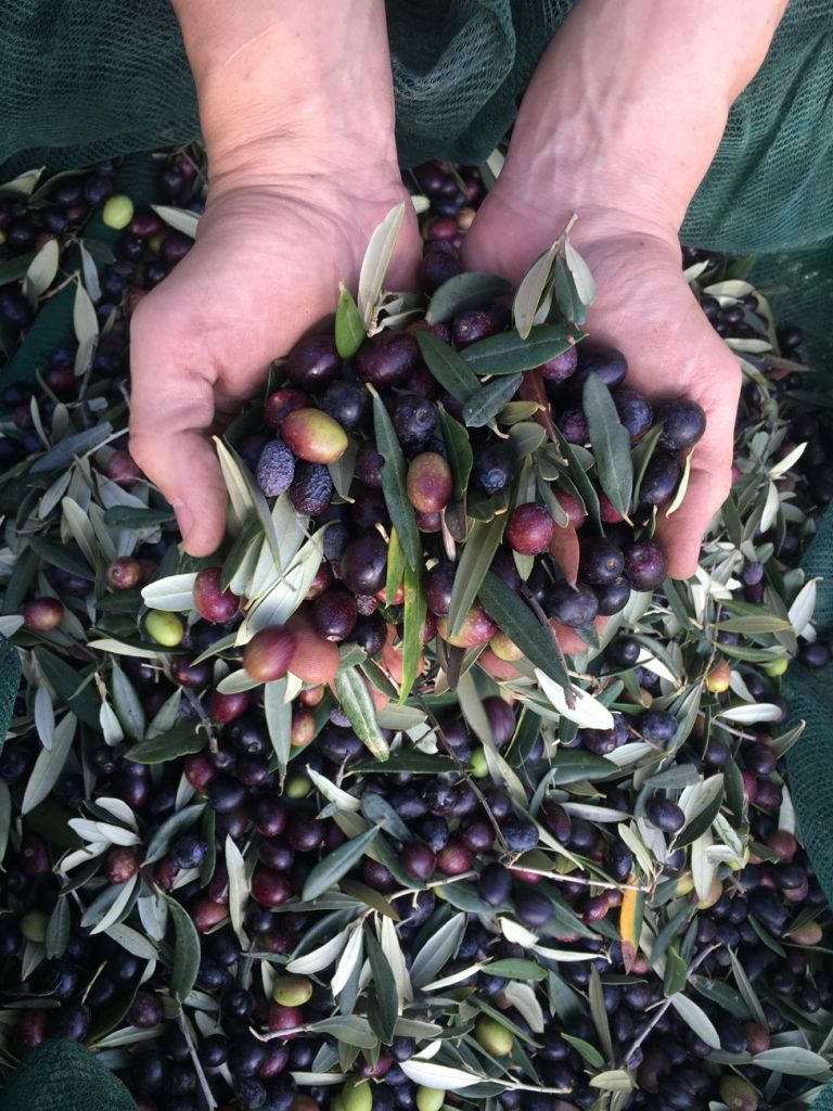 person holding palms of berries