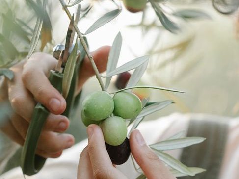 focused ethnic woman cutting olive branches